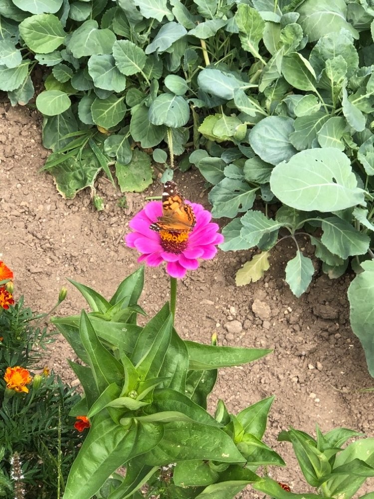 Garden flower.