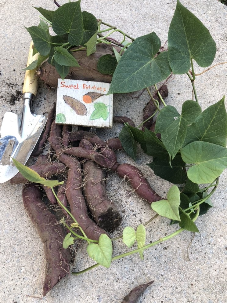 Garden sweet potatoes.